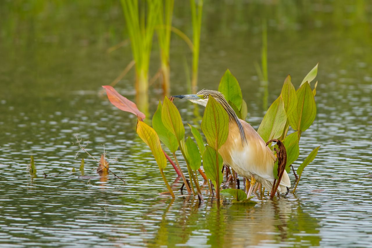 Sgarza ciuffetto (Ardeola ralloide)